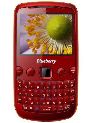Spice Blueberry Mini
