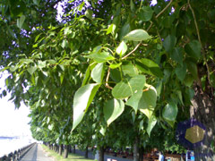 ������ Nokia N72