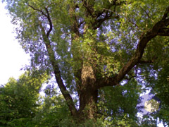 ������ Nokia N72