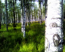 �������� ����������� Samsung D720