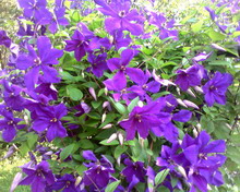 �������� ����������� Samsung D730