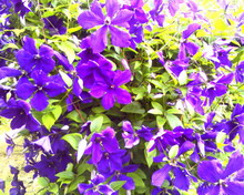 �������� ����������� Samsung D720