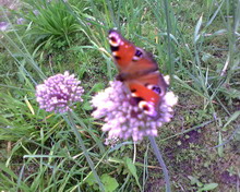 �������� ����������� Samsung D730