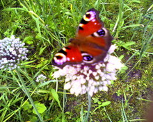 �������� ����������� Samsung D720