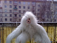 ������ Nokia N95