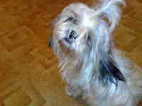 ������ Nokia N95