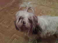 ������ Nokia N95