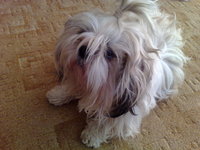 ������ Nokia N95