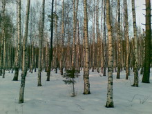 ������ ������ ���������� Nokia E65 1