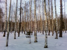 ������ ������ ���������� Samsung i520 1