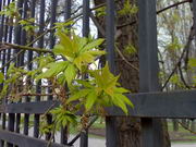 ���������� � ������ Nokia E90