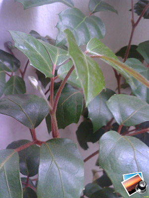 Glofiish X500+ ������ ���� (jpg, 1600�1200, 236 ��)