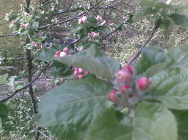 ������� ���� � ������ Nokia E61i 17