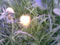 ���������� � ������ Nokia 5700