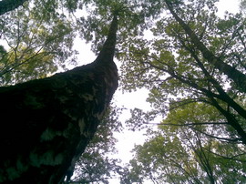 ������� ���������� Nokia 6110 Navigator � ������������ ���������� �������� 4