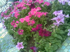 ������� ���������� Nokia 5700 � ������������ ���������� �������� 4