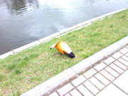 ���������� � ������ Nokia E90