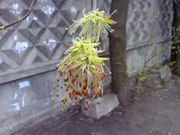 ���������� � ������ Nokia E90