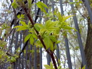 ���������� � ������ Nokia E90