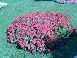 ������� �� ����������� ��� ����������