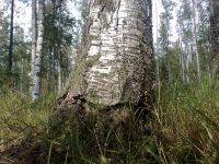 ���������� � ������ SonyEricsson K850i