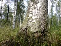 ���������� � ������ SonyEricsson K850i