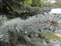 ���������� � ������ SonyEricsson K850i