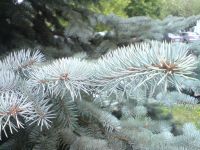 ���������� � ������ SonyEricsson K850i