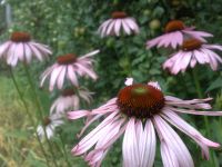 ���������� � ������ SonyEricsson K850i