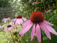 ���������� � ������ SonyEricsson K850i