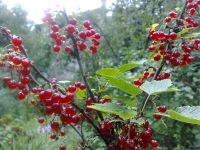 ���������� � ������ SonyEricsson K850i