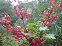 ���������� � ������ SonyEricsson K850i