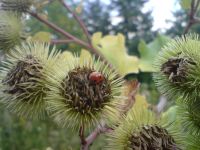 ���������� � ������ SonyEricsson K850i