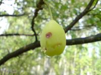 ���������� � ������ SonyEricsson K850i