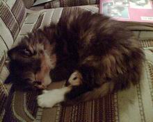 ���� ��������� ������� Nokia 6230i