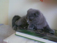 Nokia 5200: ������� ������� �� ���������� ������ 10