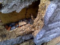 ���������� � ������ Motorola Z10