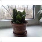 ���� ������������� Glofiish X600