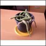 ���� ������������� Glofiish X600