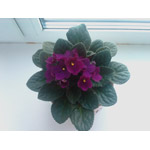 ���� ������������� HTC Touch Cruise