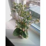 ���� ������������� HTC Touch Cruise