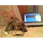 ���� ������������� Asus P750