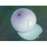 ���� ������������� Asus P750