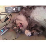 ���� ������������� Asus P750