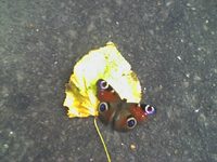 ������� ����������