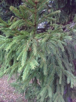 ������� ����������, ��������� ���������.