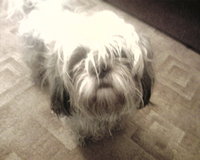 ���� �������� �������� Samsung SGH-D820: