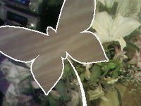 ���� �������� �������� Samsung SGH-D820: