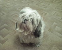 ����� �������� �������� Samsung SGH-E770