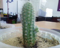 ����� �������� �������� Samsung SGH-E770